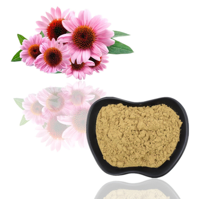 100%の有機性Echinacea Purpureaは4%のポリフェノール2% Chicoricの酸を得る