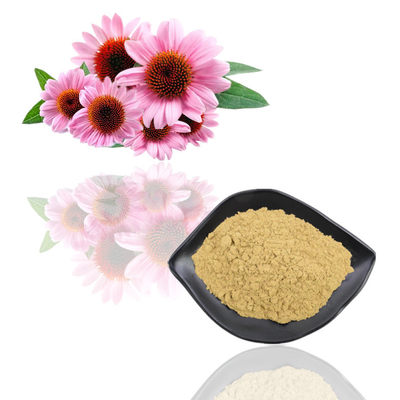 食品等級の植物のエキスの粉のEchinaceaのPurpureaの花のエキス