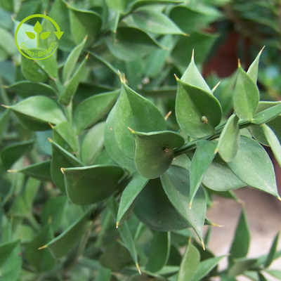 自然な植物は健康な心配のためのほうきのエキス10% 20% Ruscogeninsを屠殺する