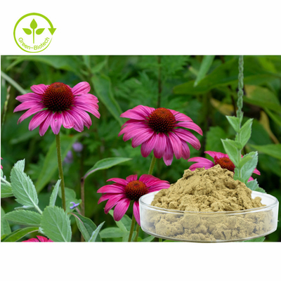 植物のEchinacea Purpureaは4%のポリフェノールを粉にする健康な心配プロダクトを得る
