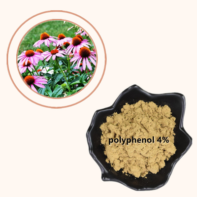 植物のEchinacea Purpureaは4%のポリフェノールを粉にする健康な心配プロダクトを得る