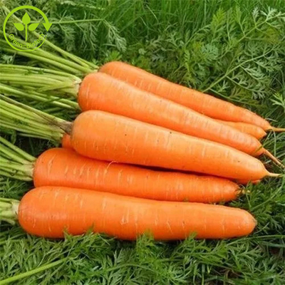 食品添加物の着色はベータ カロチンの粉10%を発酵させる