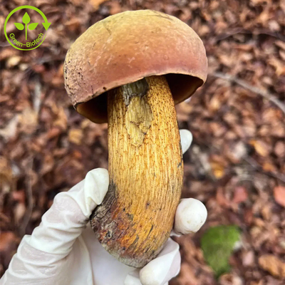 Bolete Extract食品等級王のヤマドリタケのエキス30%の多糖類の粉