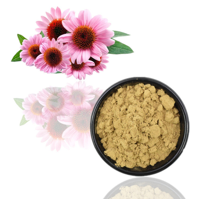 100%の有機性Echinacea Purpureaは4%のポリフェノール2% Chicoricの酸を得る